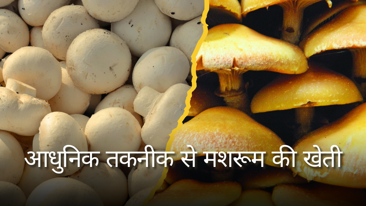 mushroom ki kheti