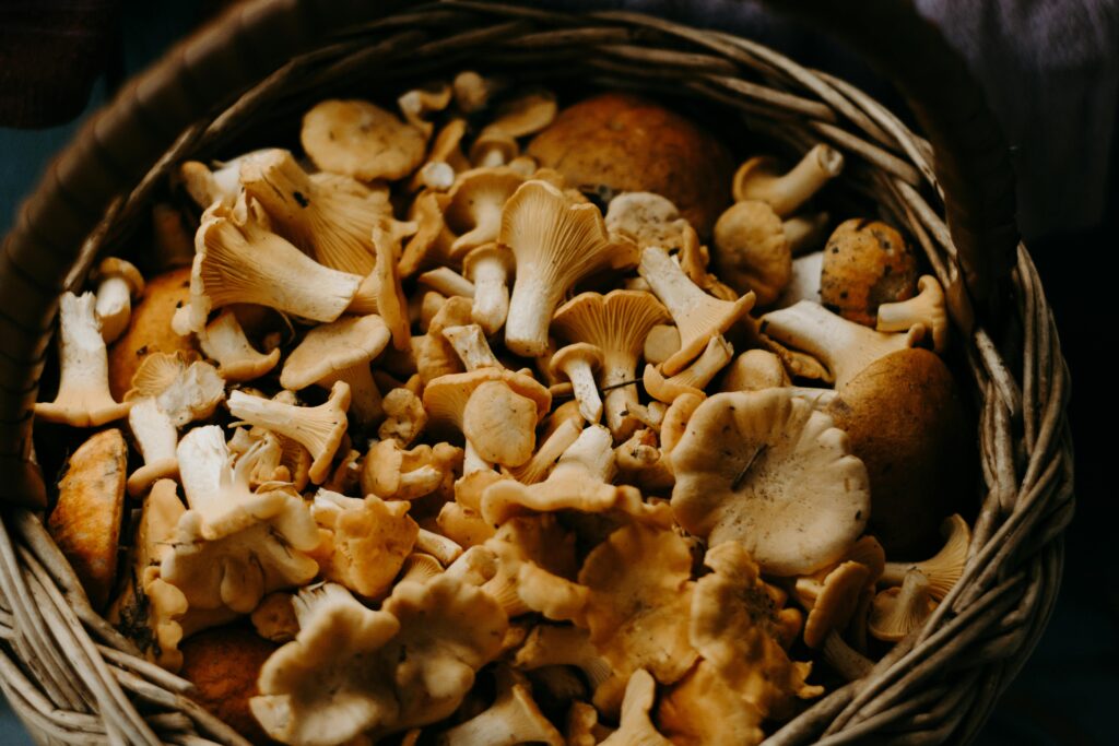 Mushroom ki Kheti