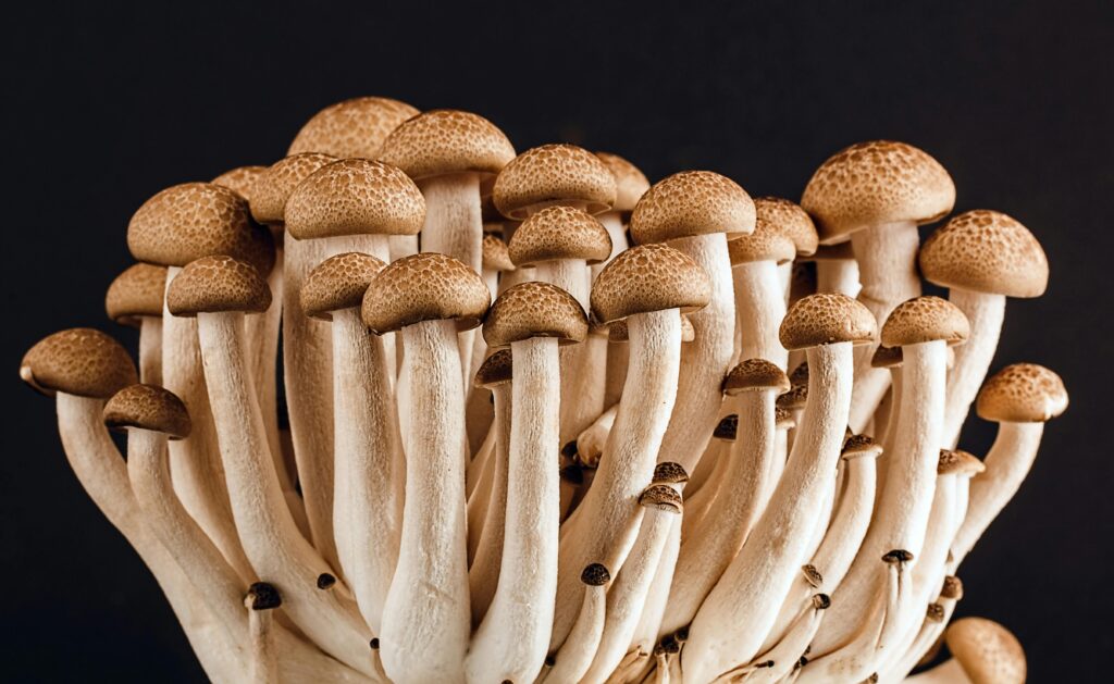 Mushroom ki Kheti