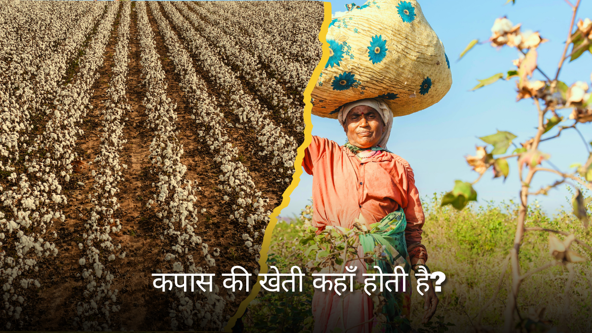 Kapas ki Kheti Kahan hoti hai