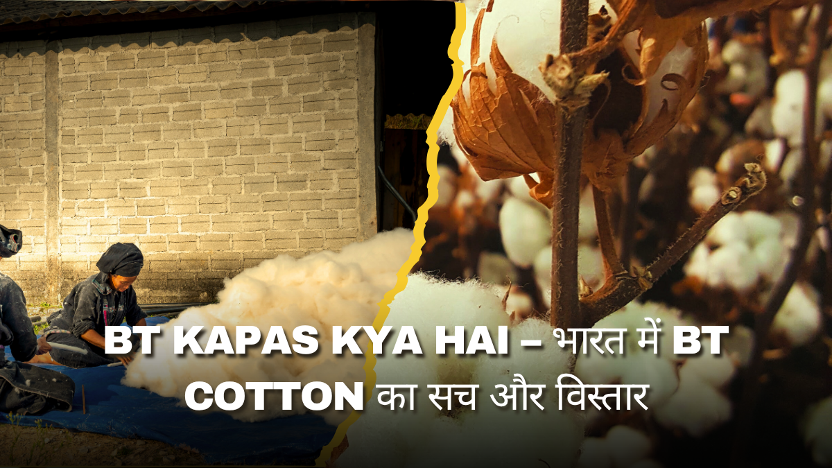 BT Kapas Kya Hai