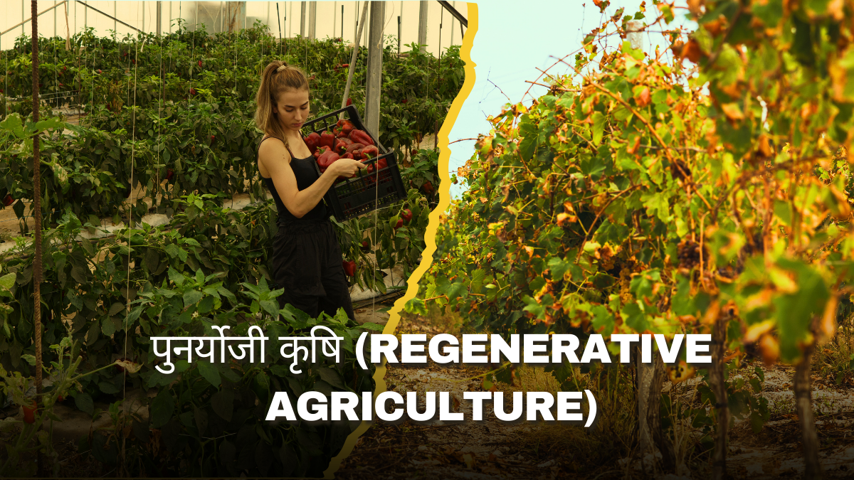 Regenerative Agriculture