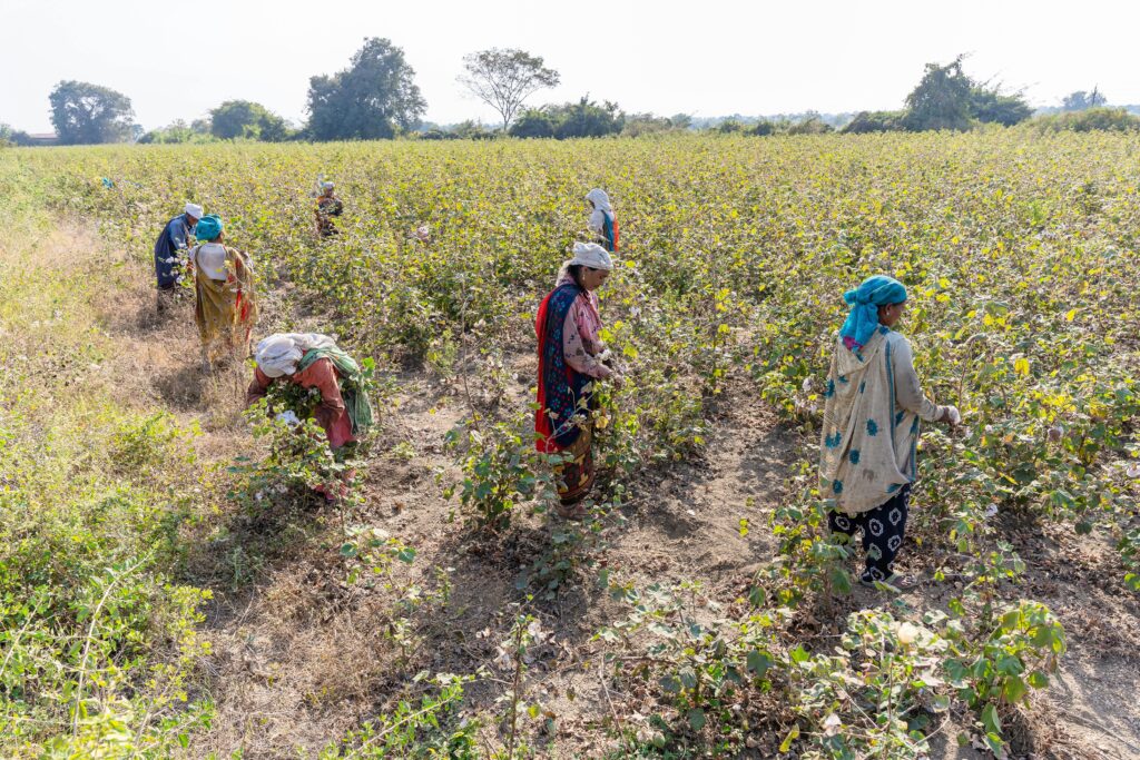 Cotton Farming and Environment