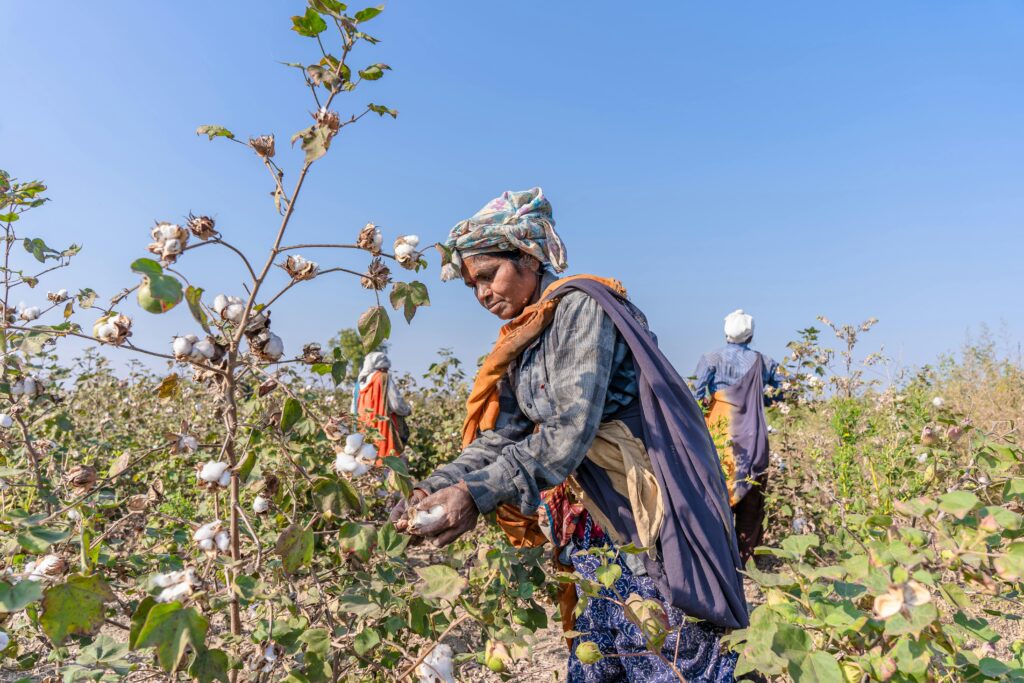 Modern Farming Techniques in Cotton Cultivation