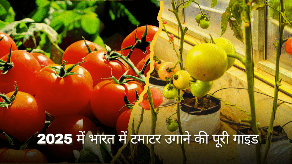 Tamatar ki kheti ka tarika