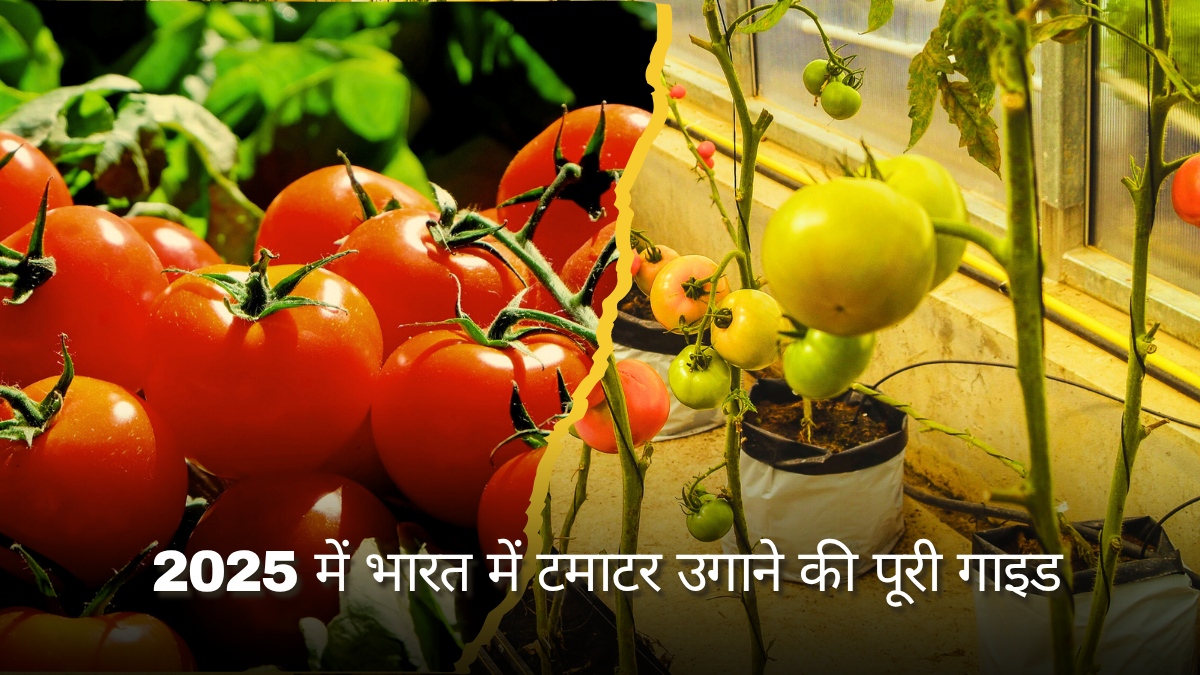 Tamatar ki kheti ka tarika