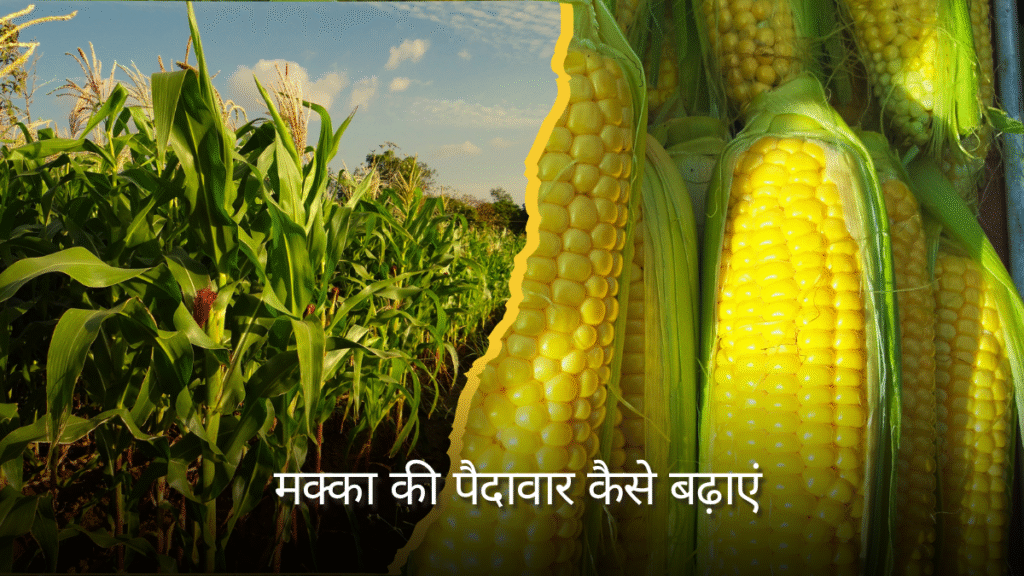 Makka ki Paidawar Kaise Badhaye
