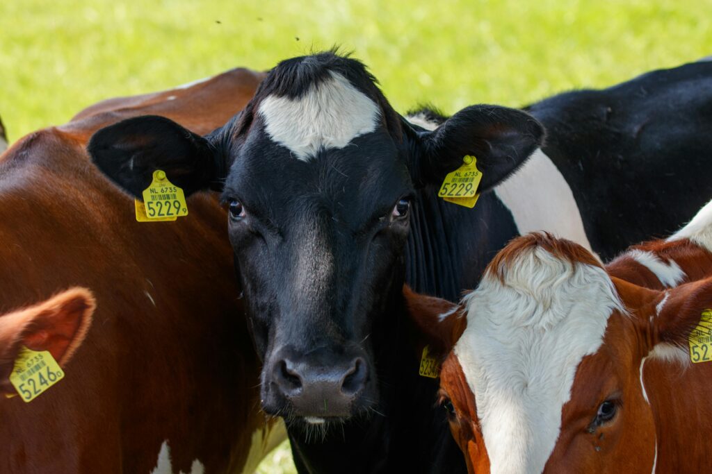 Benefits of having a Cow