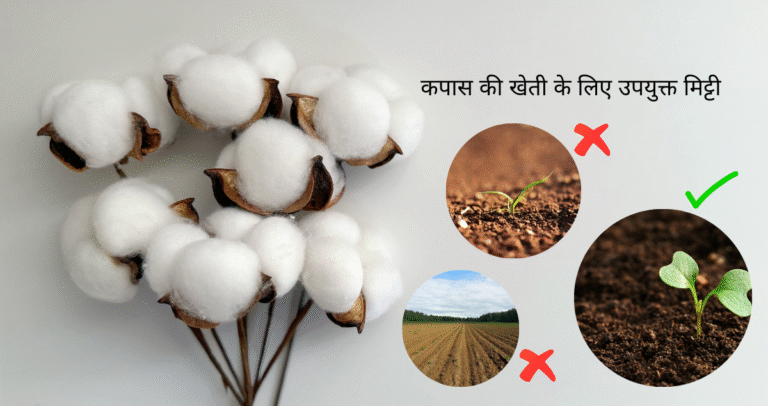 Kapas ki kheti ke liye kaun si mitti upyukt hai