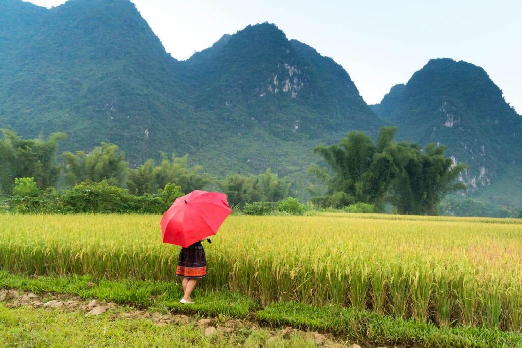 धान की खेती का फोटो (dhan ki kheti ka photo / Paddy field photo)