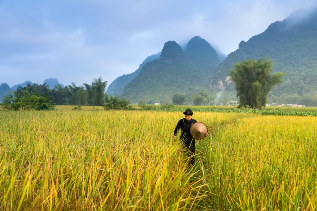 धान की खेती का फोटो (dhan ki kheti ka photo / Paddy field photo)