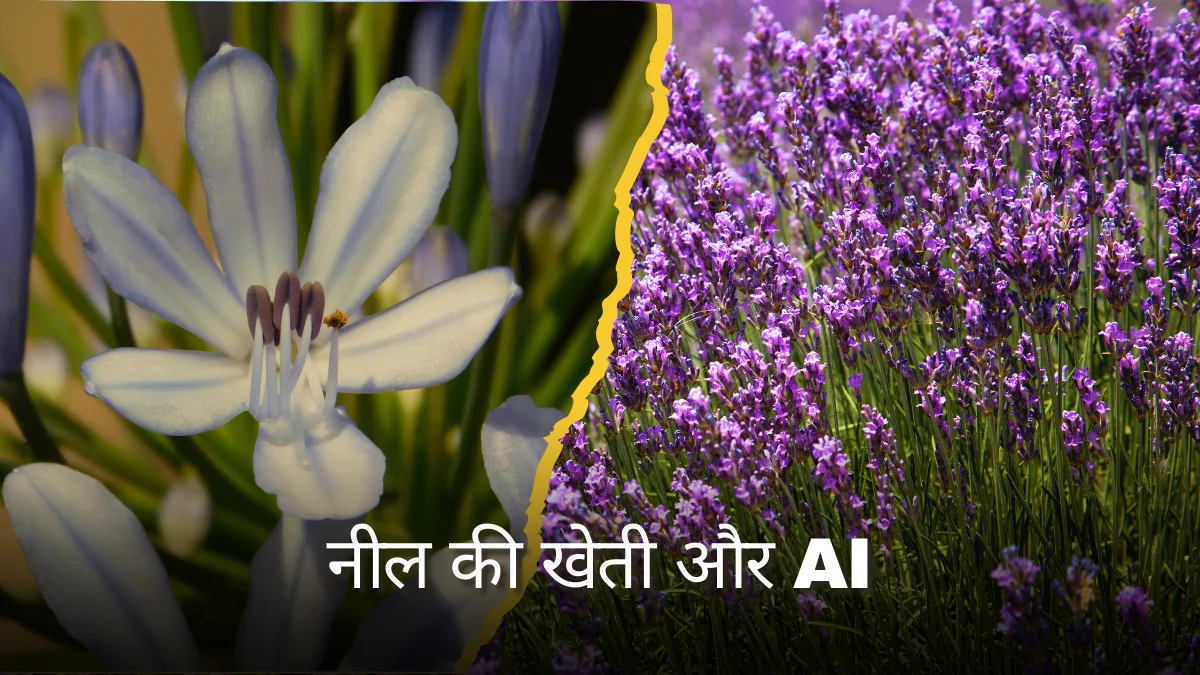 Neel ki Kheti