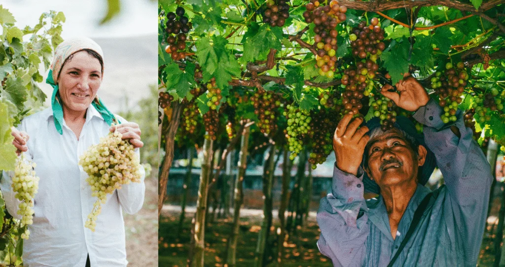 अंगूर की खेती की जानकारी | Grape Farming