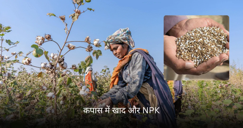 Cotton Fertilizer