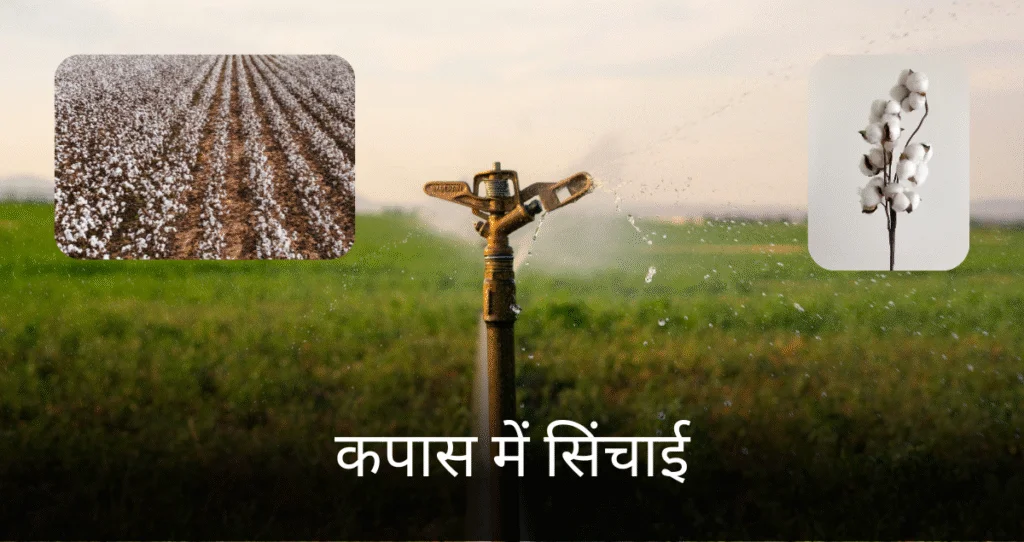 Cotton Irrigation