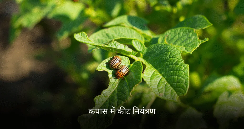कपास के कीट नियंत्रण (Cotton Pest Control)