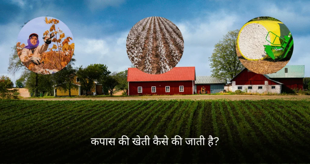 कपास की खेती कैसे की जाती है (Kapas Ki Kheti Kaise Ki Jati Hai)