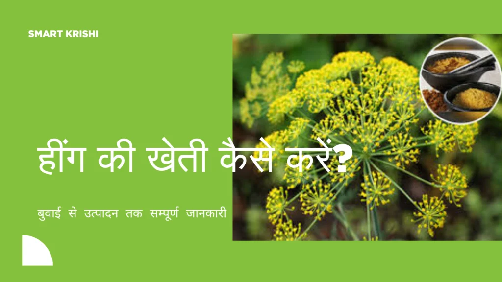 heeng ki kheti