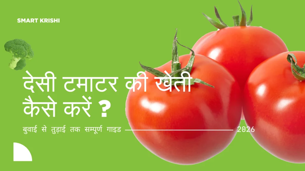 देसी टमाटर की खेती कैसे करें (desi tamatar ki kheti) – बुवाई से तुड़ाई तक सम्पूर्ण गाइड