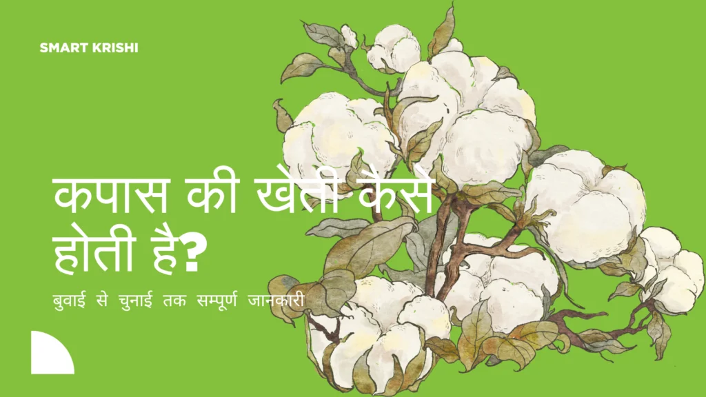 Kapas Ki Kheti
